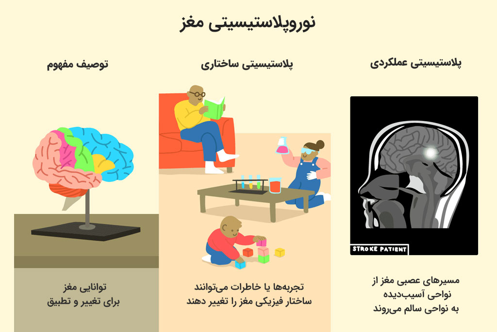 سیستم Hope تقلیدی هوشمندانه از نوروپلاستیسیته در مغز انسان